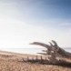 Une t�te de dragon sur la plage
